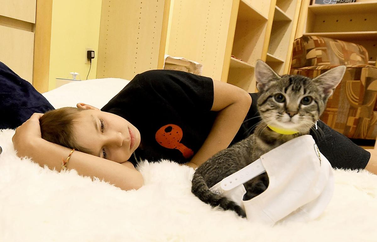 Joplin Humane Society To Extend Tiny Tigers Cat Cafe At Northpark