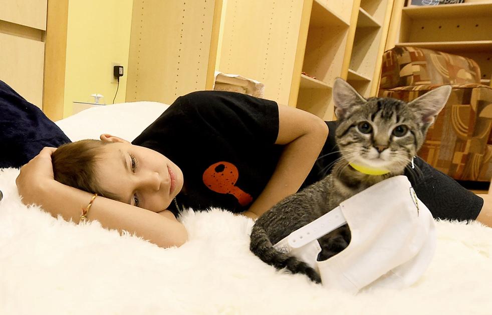 Joplin Humane Society To Extend Tiny Tigers Cat Cafe At Northpark
