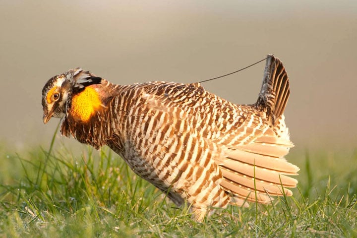 Program aims to increase population of prairie chickens in Missouri ...