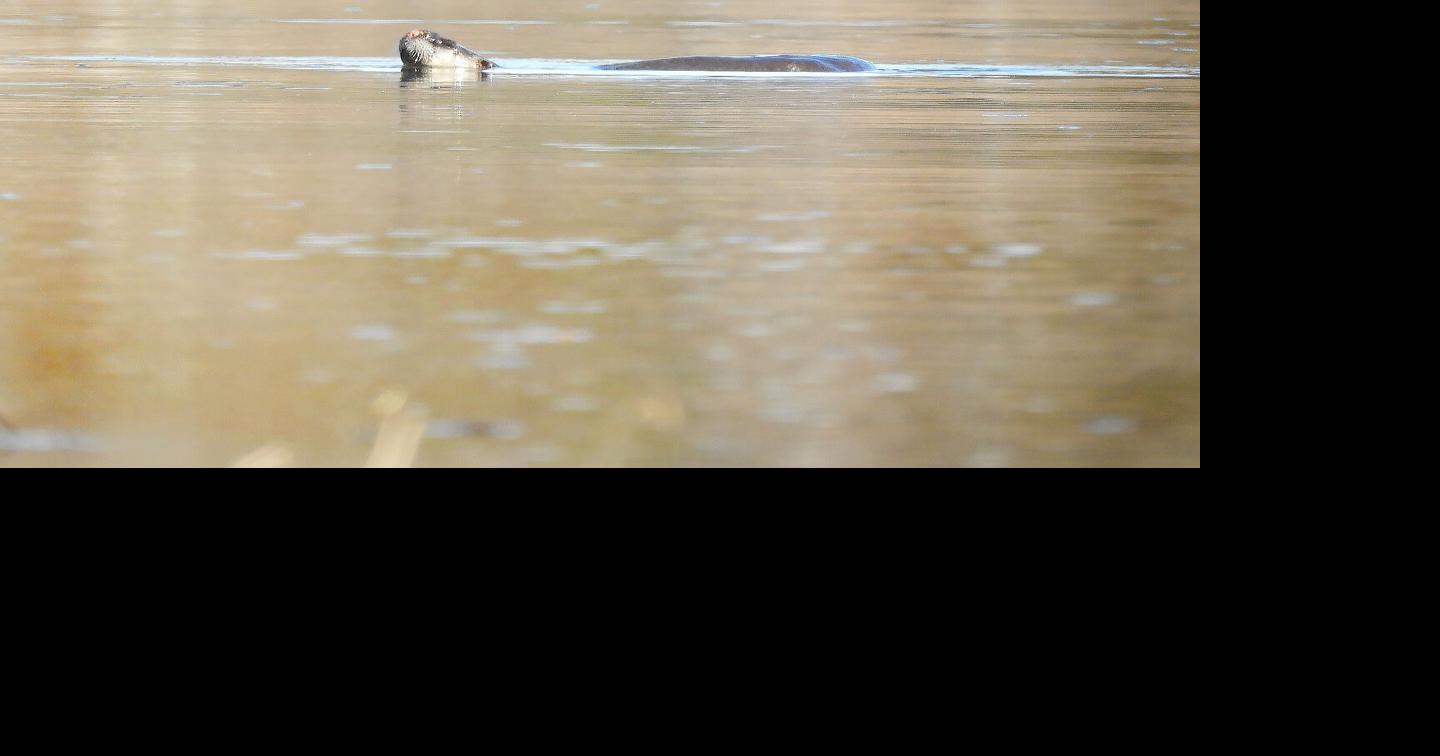 River otter seen in Silver Creek south of Joplin News