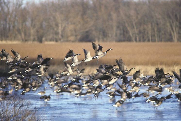 Brent Frazee: Goose hunting can test perseverance in winter ...