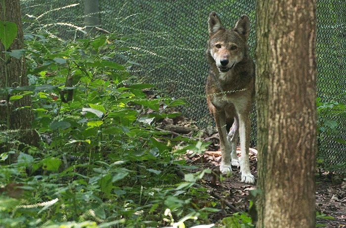 Is the Ozark National Forest home to wolves?
