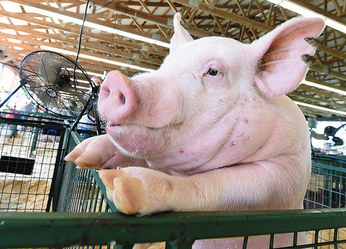 Ottawa County Fair underway in Miami | News Ottawa County Fair underway in Miami | News