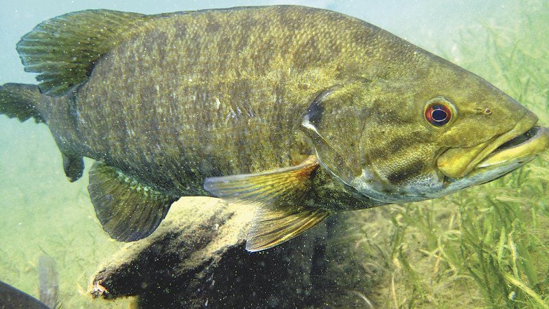 Brandon Butler: Prime time to fish for smallmouth in Midwest