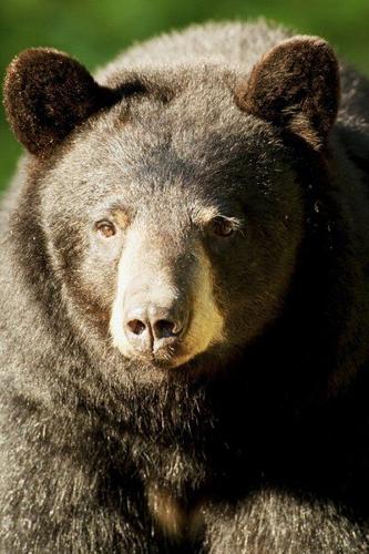 Be Bear Aware  Missouri Department of Conservation