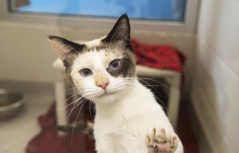 Joplin Humane Society to bring pop-up kitten lounge back to ...