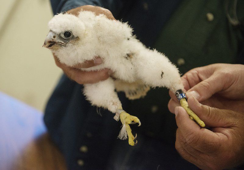 Terrible Spring Threatens Nesting Season But Peregrine