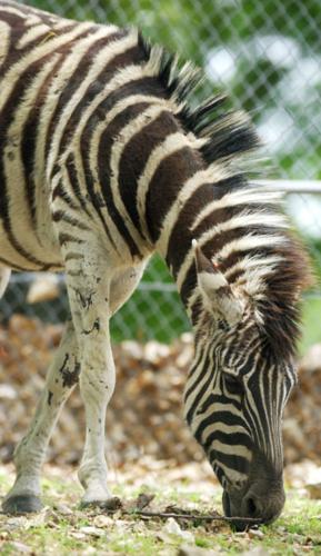 Exotic Animal Paradise 11 | Exotic Animal Paradise 11 |