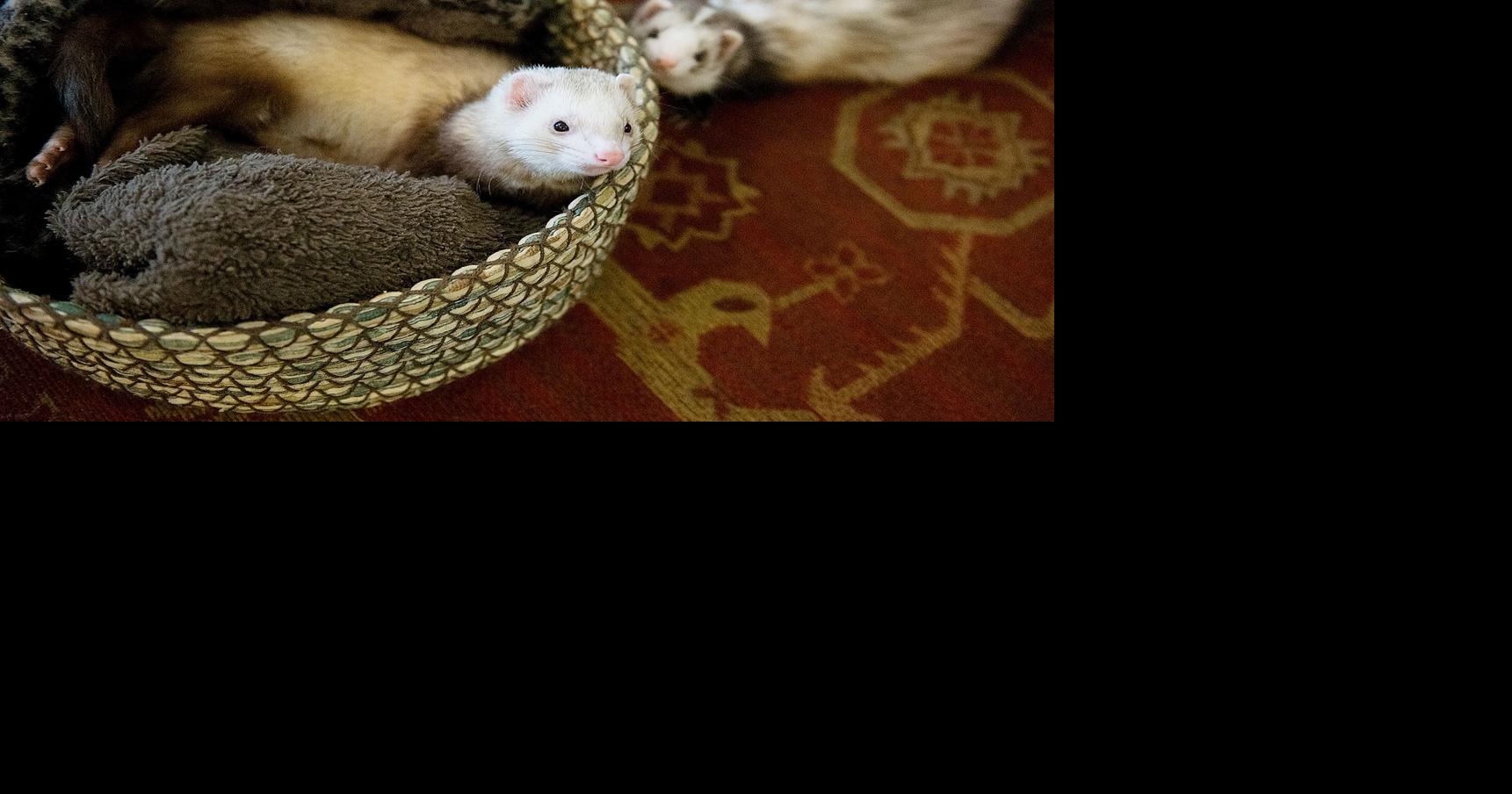 Everythiing you need to know about ferrets | Newspaper In Education ...