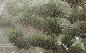 SWARM: A large swarm of insects in Texas is heading north into Oklahoma.   - MSN