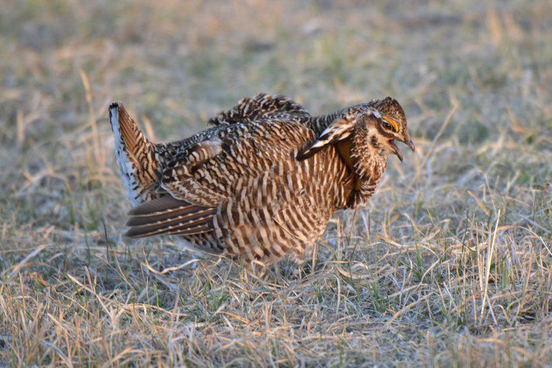 Brent Frazee: Mating dance of greater prairie chickens draws visitors ...