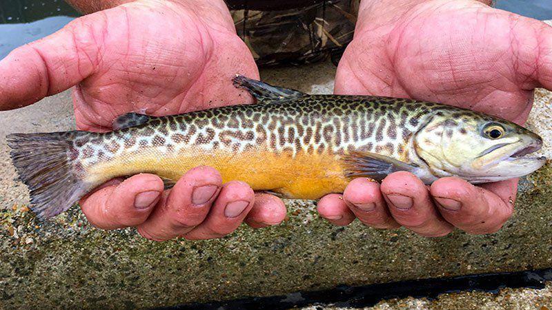 Arkansas Stocking Tiger Trout Below Bull Shoals Dam Lifestyles Joplinglobe Com