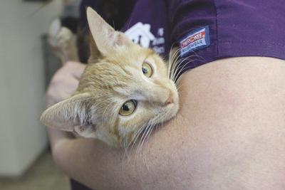 Kevin Mcclintock Joplin Shelter Flooded With Healthy Cats And