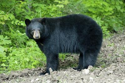 Critics Slam Plans For Black Bear Hunt In Missouri Next Year News Joplinglobe Com