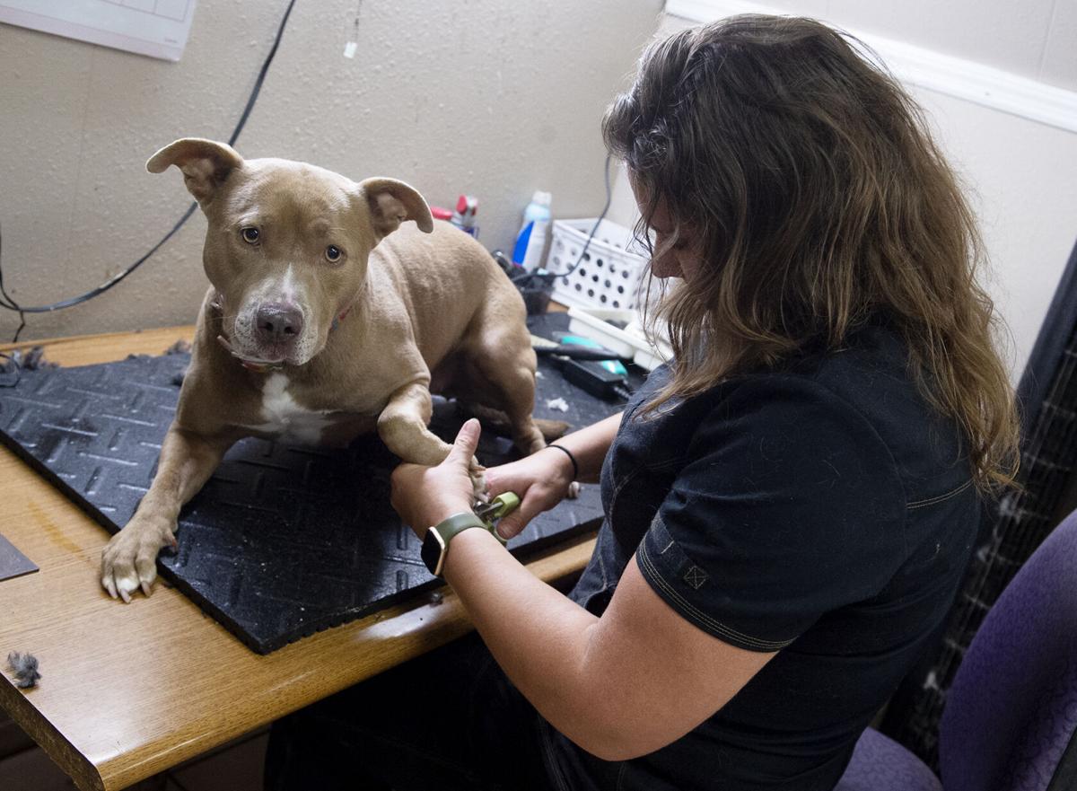 Dogs, humans both enjoying new walking trail at Joplin's Golden Paw