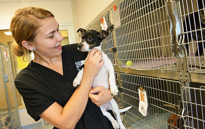 pets for adoption at joplin humane society