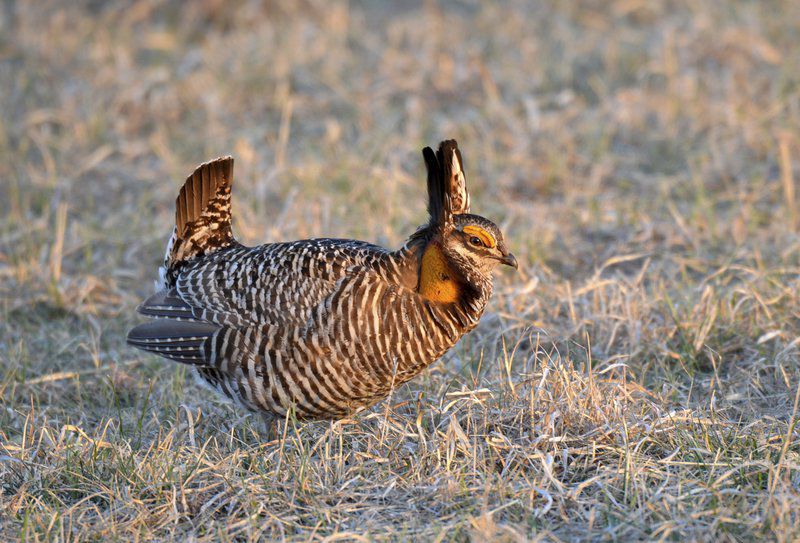 Brent Frazee: Mating dance of greater prairie chickens draws visitors ...