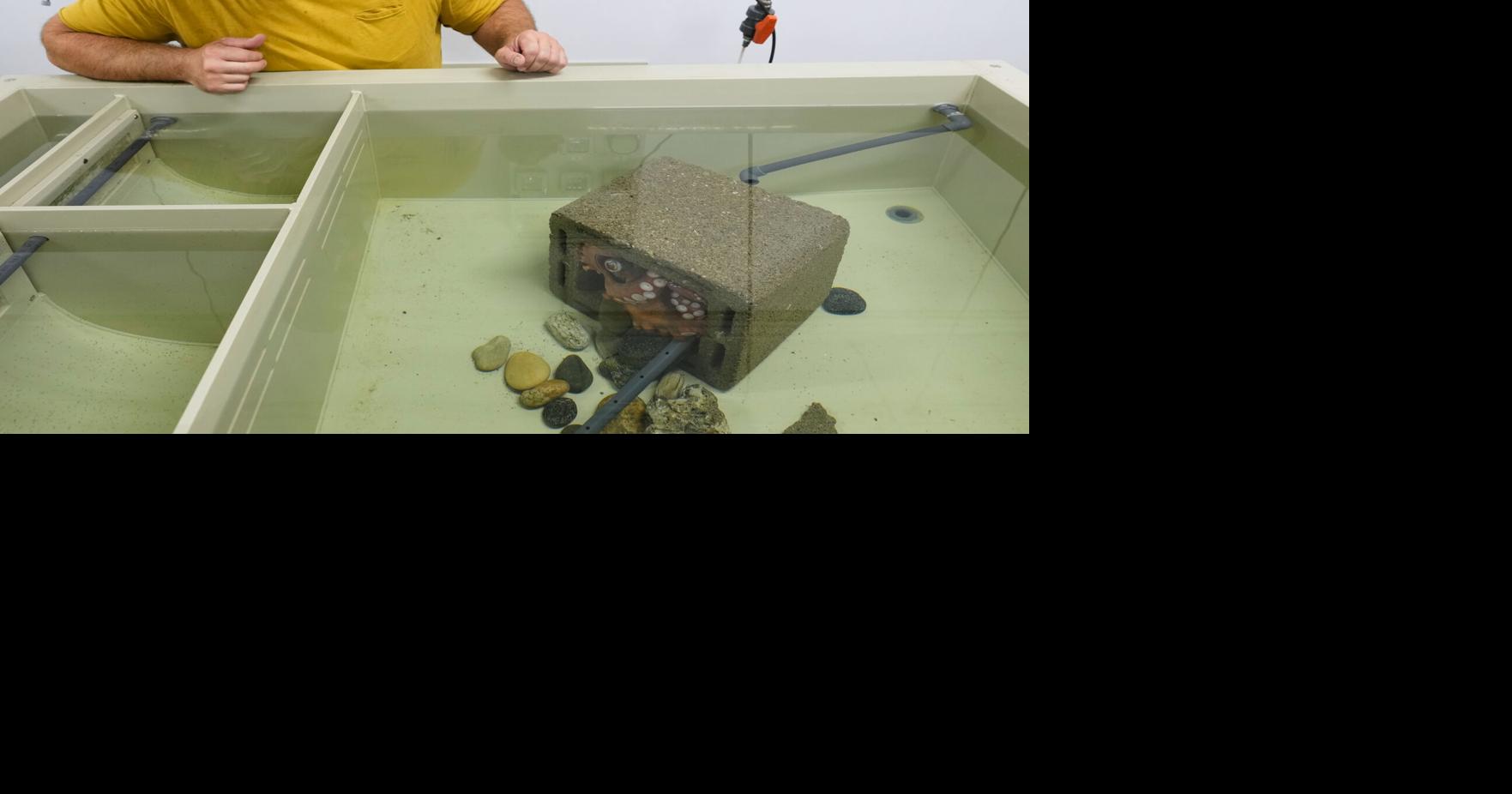 Italy Blue Crab Invasion