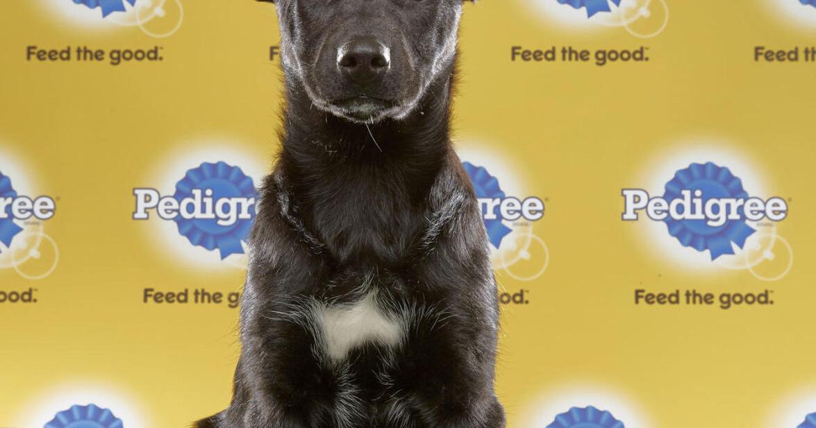 Butler County pup to appear in televised Puppy Bowl By Lauren Pack Jul 13, 2020 Jul 13, 2020