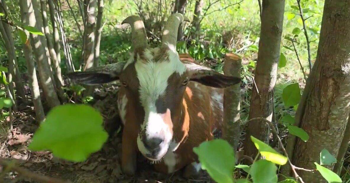 Watch: ‘Meet the Goats’ event spotlights the herd transforming Hamilton’s Miami Woods Park