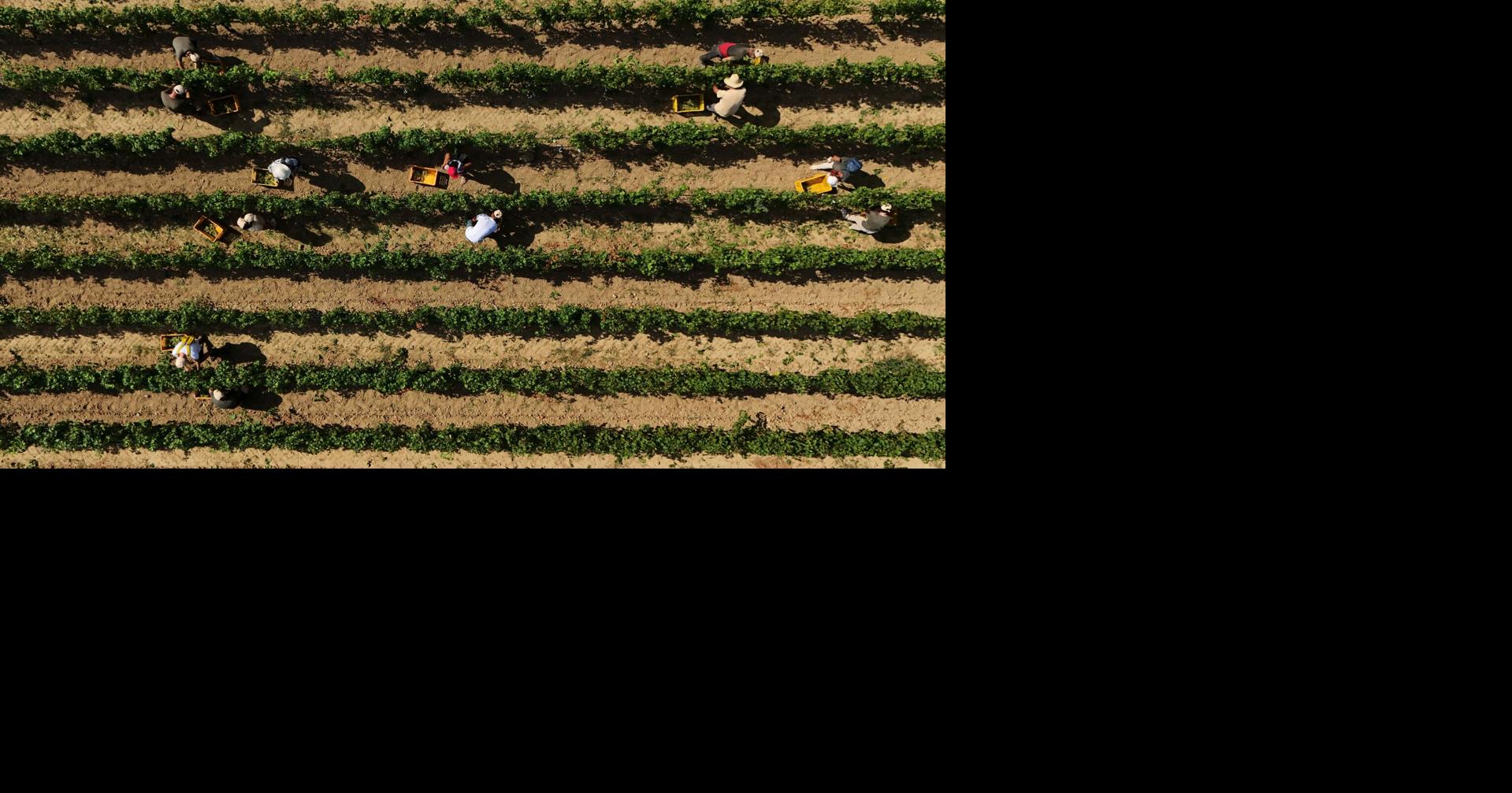Photos show Italian winemakers harvesting grapes earlier due to extreme heat By ANTONIO CALANNI - Associated Press Aug 11, 2026 Aug 11, 2026 Updated 1 min ago