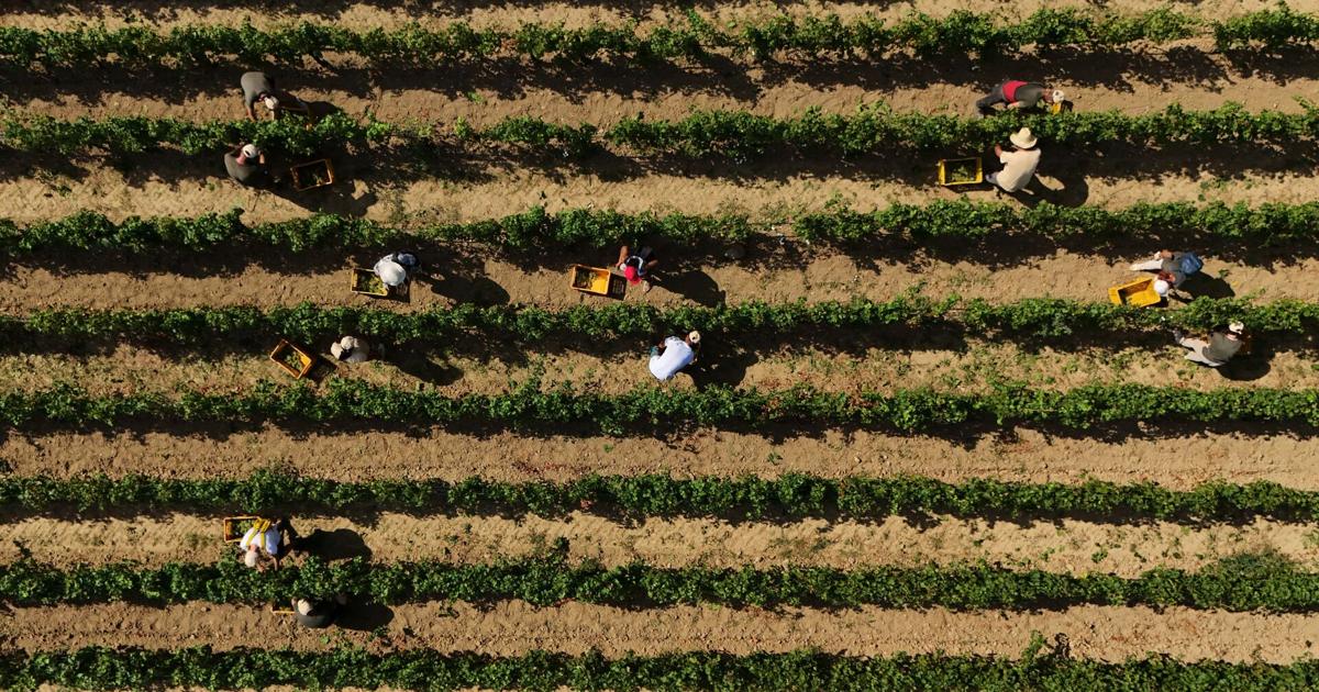 Photos show Italian winemakers harvesting grapes earlier due to extreme heat By ANTONIO CALANNI - Associated Press Aug 11, 2026 Aug 11, 2026 Updated 1 min ago