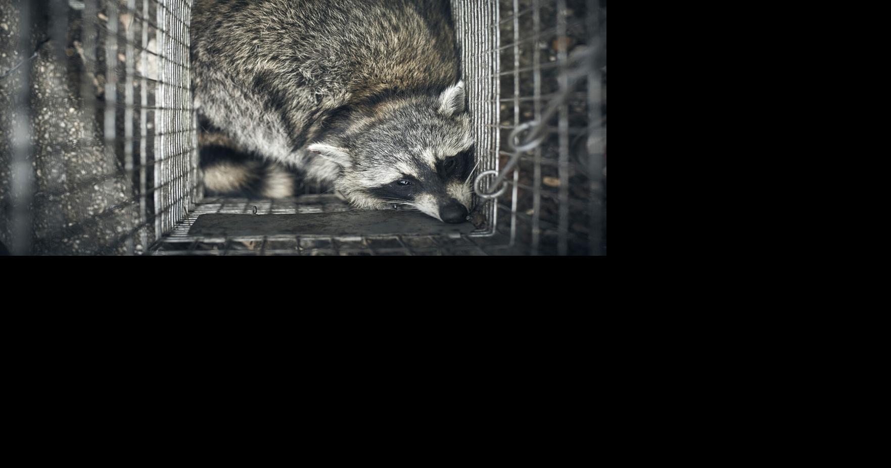 CDC Pauses Testing for Rabies and Mpox | Nation & World | journal-news.com