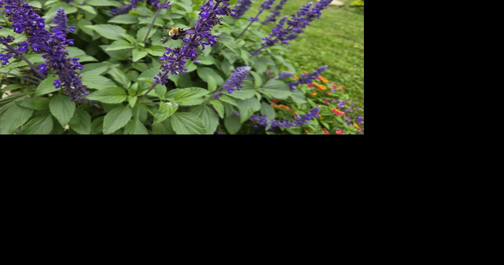 Carpenter bees versus bumble bees: Both are pollinators, but one can be ...