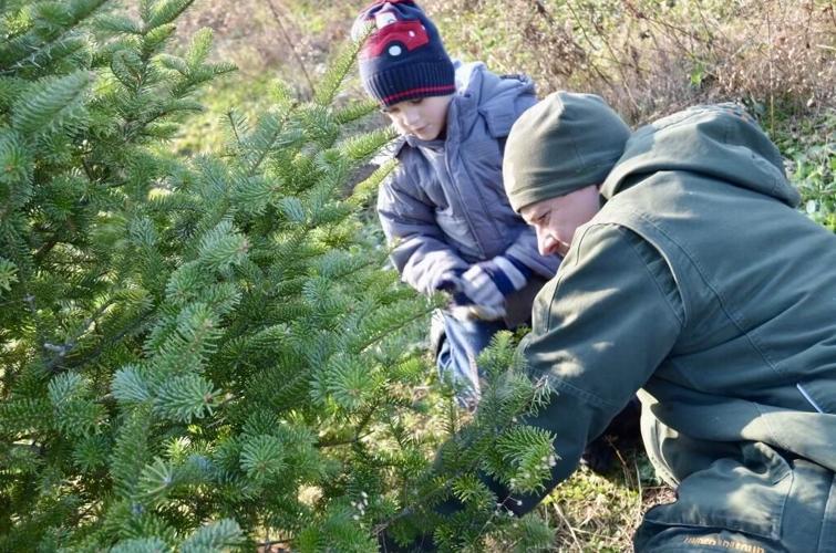 A guide to Christmas tree farms in the region in 2023 | Lifestyles ...