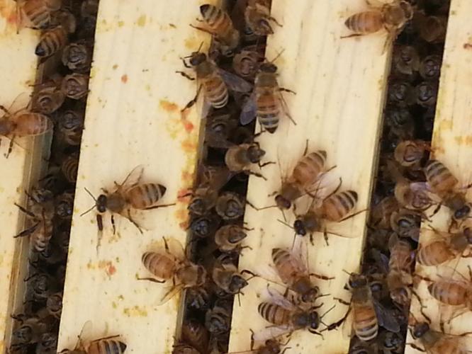Hamilton may change rules on bee hives | News | journal-news.com
