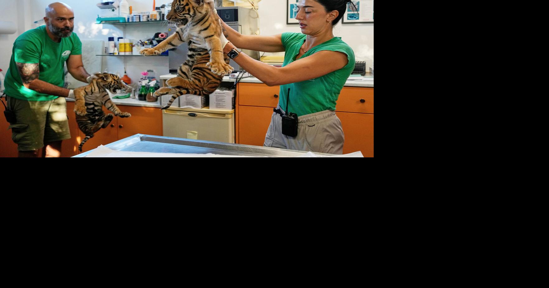 APTOPIX Greece Endangered Tigers