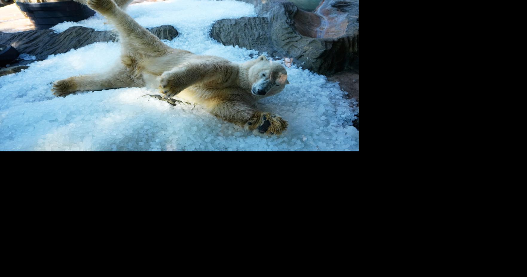 Prague zoo keeps polar bears cool with ice cubes as European summer heatwave hits Prague Zoo has provided tons of ice to help animals beat the heat as Europe swelters in a summer heat wave AP Jul 30, 2026 3 hrs ago