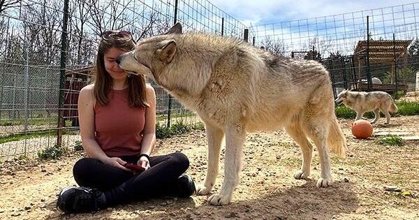 Local wolf-dog sanctuary gives Miami University students rare wildlife care exposure Oct 22, 2026 Oct 22, 2026 Updated 17 mins ago