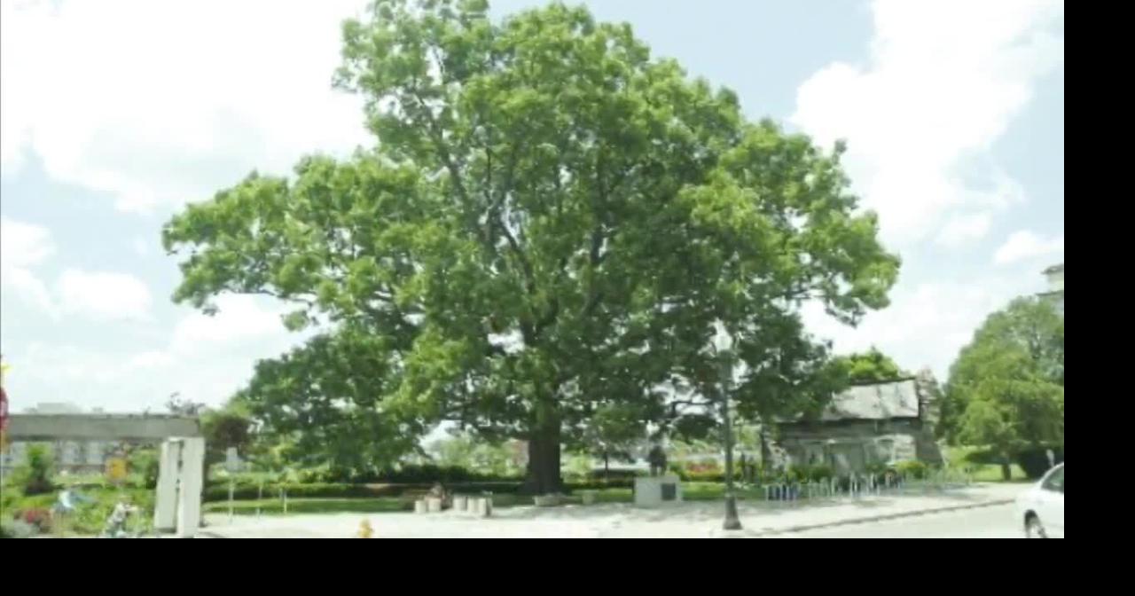 Historic, beloved Hamilton tree becoming a public sculpture | News ...