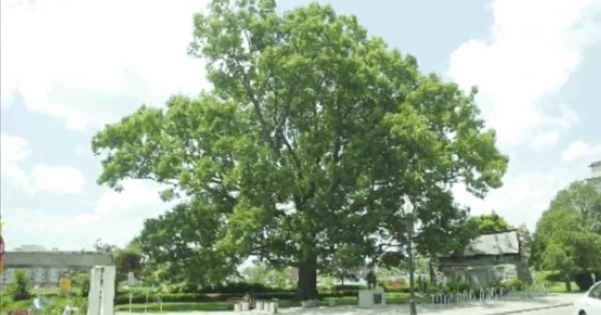 Rillington Tree Historic, beloved Hamilton tree becoming a public sculpture | News ...