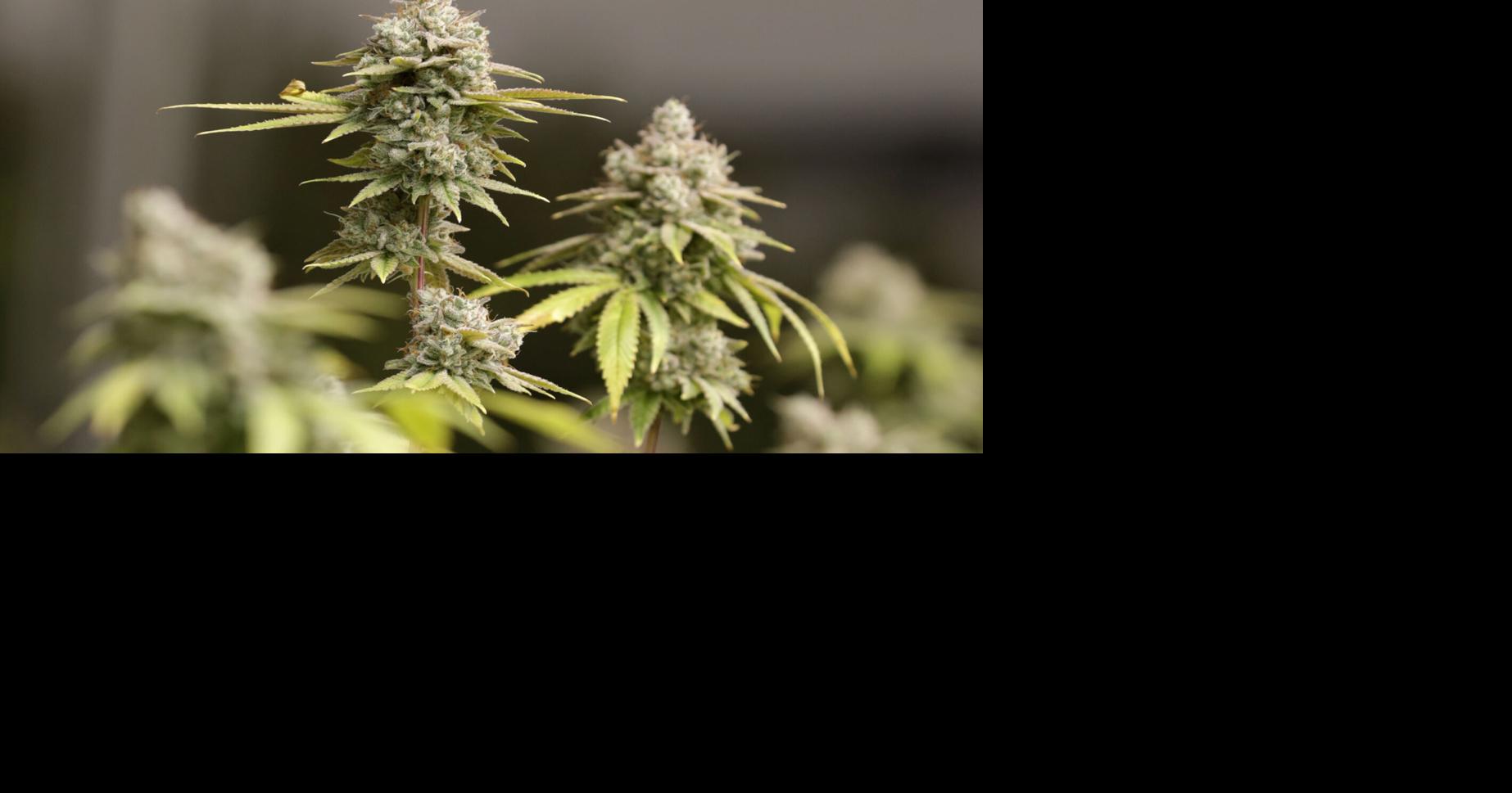 West Chester Twp. extends moratorium on recreational marijuana businesses By Sue Kiesewetter Nov 23, 2024 Nov 23, 2024