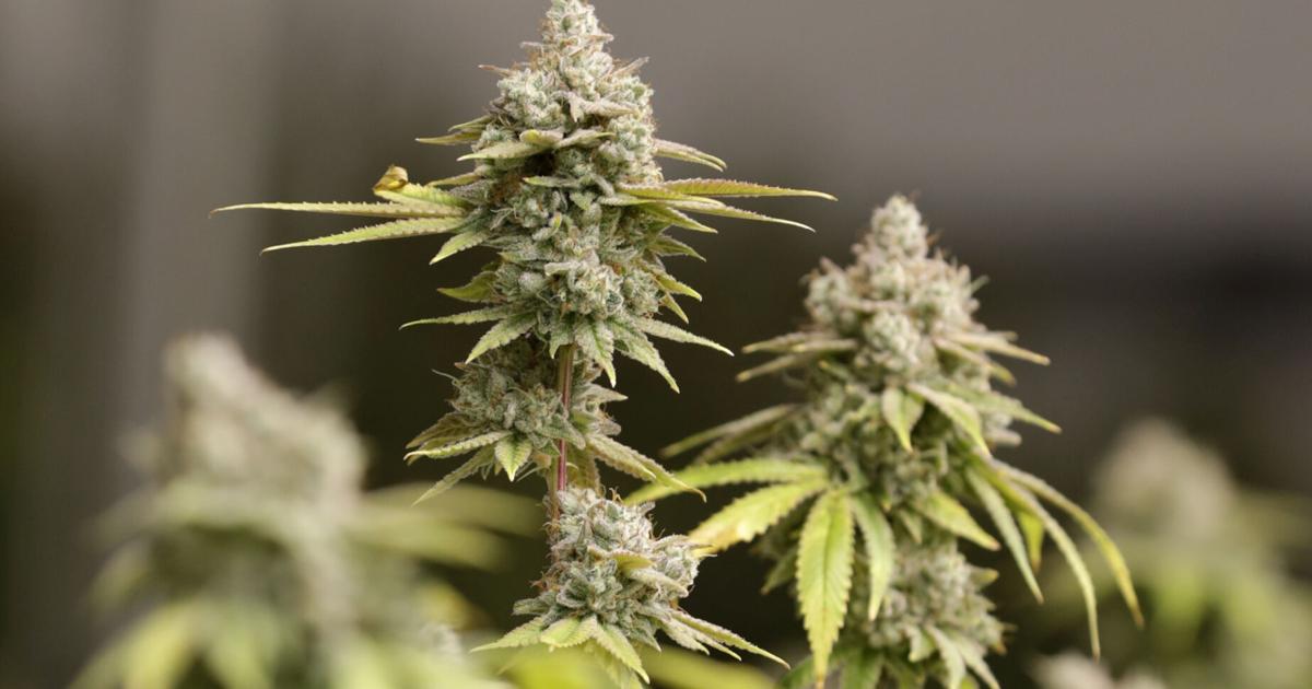West Chester Twp. extends moratorium on recreational marijuana businesses By Sue Kiesewetter Nov 23, 2024 Nov 23, 2024