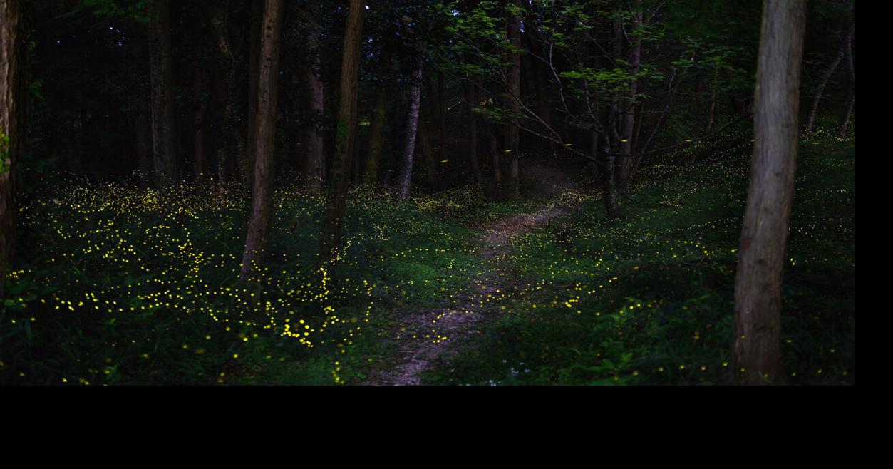 Learn about fireflies at late-night park event in Middletown