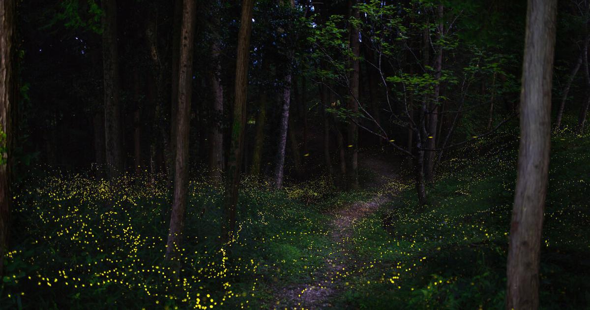 Learn about fireflies at late-night park event in Middletown