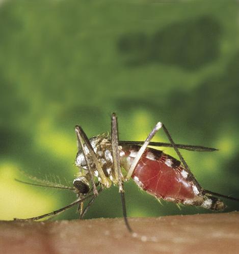 Council approves mosquito fogger