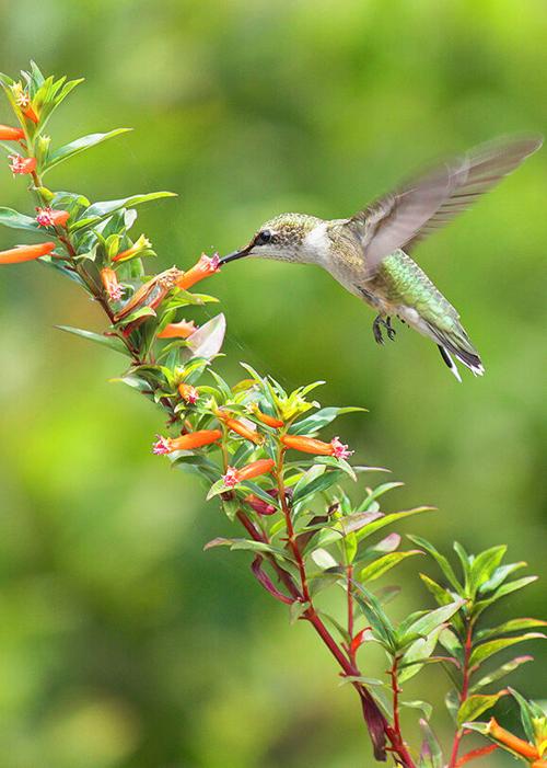 Natural drive-thru