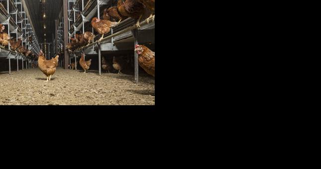 Egg producers rebounding to meet demand that surges with holidays - Vimarsana News
