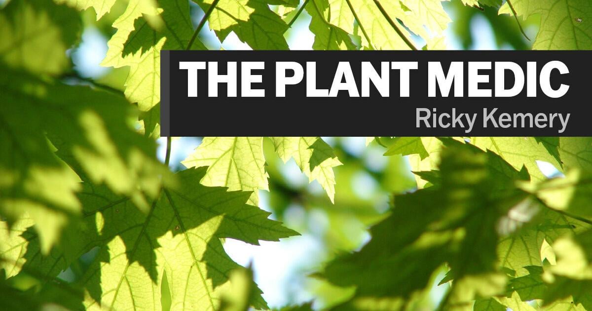 The Plant Medic: Frost seeding for lawn best done in February, early March