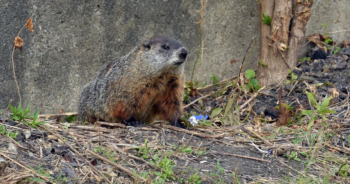 Gopher sighting | Local | journalgazette.net