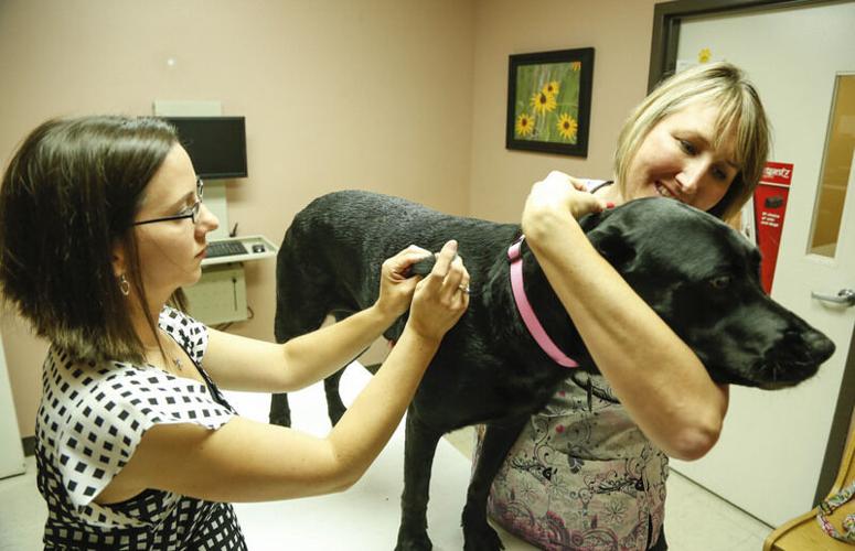leptospirosis-vaccine-may-save-dog-s-life-living-journalgazette
