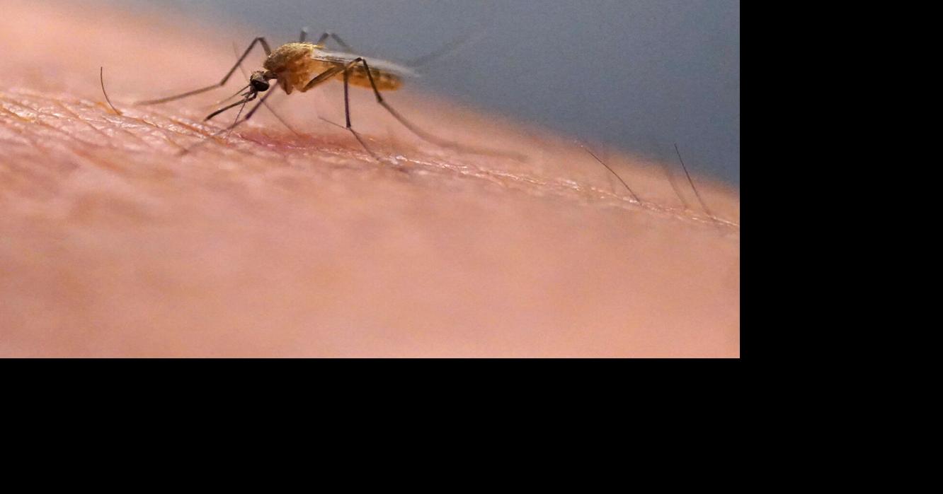 Scratching that bug bite might feel good at first but science explains why it's a bad idea