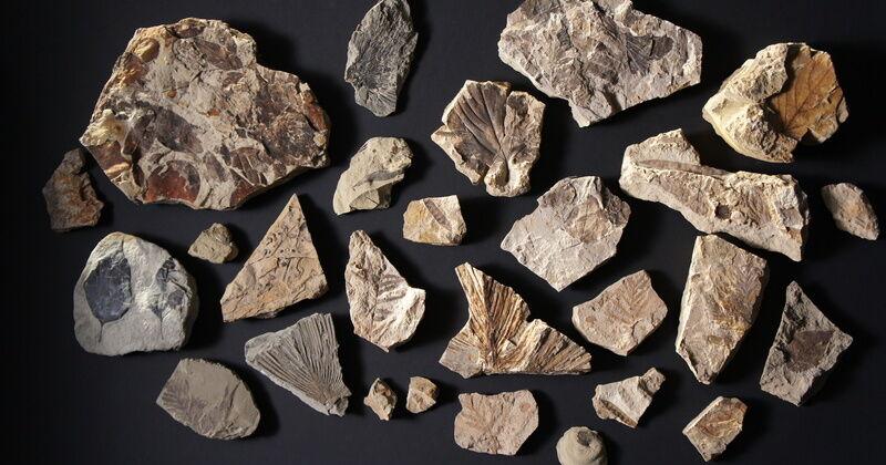 Fossil trove shows life's fast recovery after big extinction | Health ...