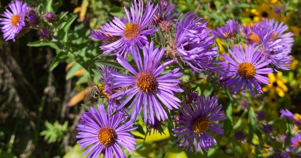 Reliable summer-blooming plants for the Fort Wayne area | Living - Vimarsana News