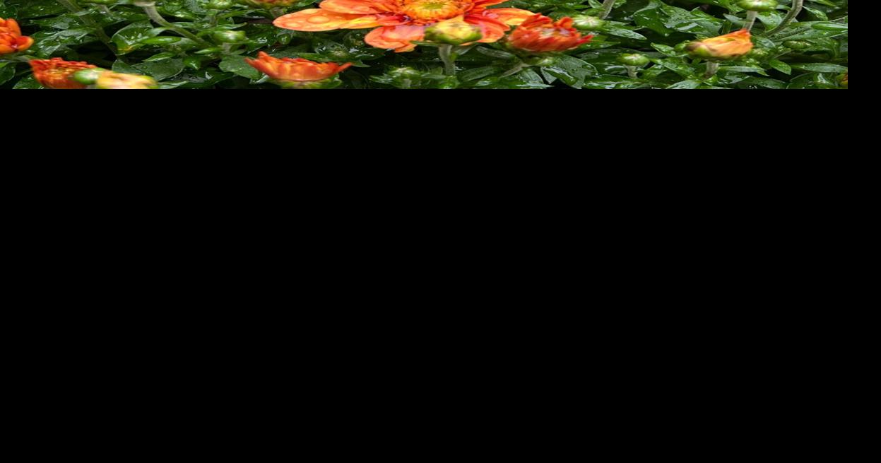 Gardening - Fall Flowers
