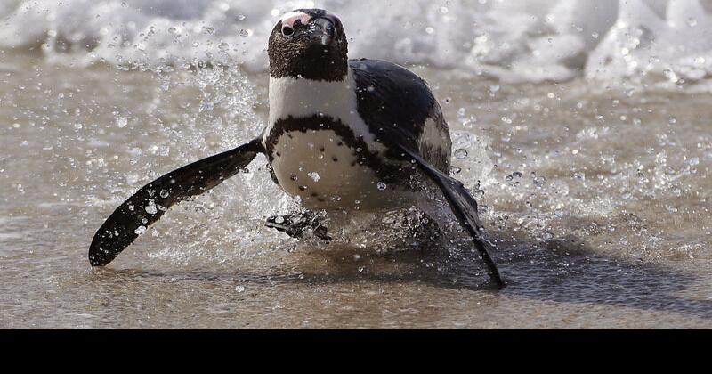 Africa's penguins dying off | Health & Science | journalgazette.net
